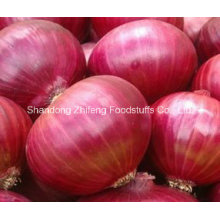 High Quality Fresh 5-7cm Red Onion